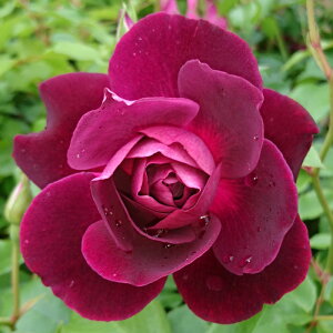 yJ_z oc 2N劔c o[KfBACXo[O  4 ەٍ炫 S҂փIXX