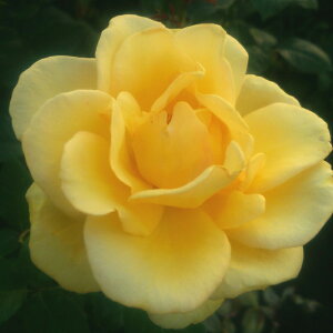 yJ_z oc 2N劔c zeJtHjA  4 ٍc炫