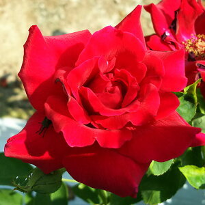 yJ_z oc 2N劔c ^  4 ٍc炫