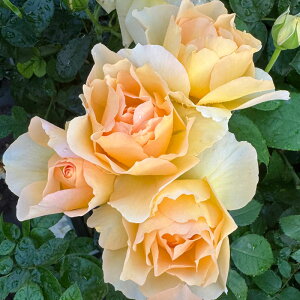 yJ_z oc 2N劔c n[V^bhXgbN  4 ۀd炫