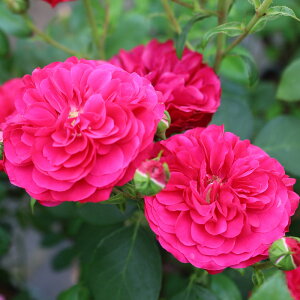 yJ_z oc 2N劔c tJtX  4 ەكJbv炫