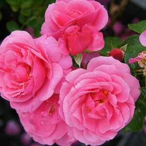 ���G���g���[P10�I12/4 20:00-12/11 1:59�� �y���J�_���z �o���c 2�N�劔�c �C���f�B�A�i���C ���� 4���� ���[�b�g�炫 ���S�҂փI�X�X��