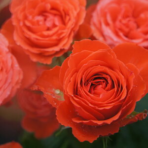 yJ_z oc 2N劔c nl  4 ٍc炫 S҂փIXX