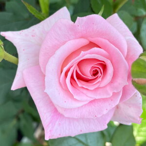 yJ_z oc 2N劔c p[~g Ci 4 ەٍ炫