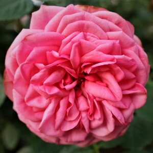 yJ_z oc 2N劔c sNsAm  4 NH[^[[bg炫