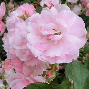 yJ_z oc 2N劔c T}[EBh Ci 4 ەٍ炫 S҂փIXX