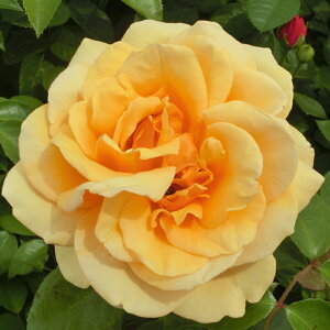 yJ_z oc 2N劔c fotHA  4 ٍc炫