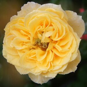 yJ_z oc 2N劔c `[`I  4 ٔt炫 S҂փIXX