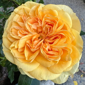 yJ_z oc 2N劔c TEXAtJ  4 ەٍ炫 S҂փIXX