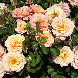 yJ_z oc 2N劔c fCggEV Ci 4 ەٍ炫 S҂փIXX