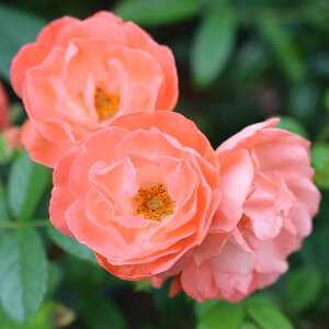 yJ_z oc 2N劔c IWX_bN  4 ەكJbv炫 S҂փIXX