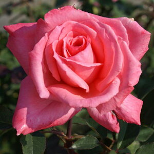 yJ_z oc 2N劔c V[[T[eB[`[Y  4 ٍc炫