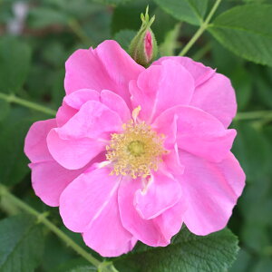 Gg[P10I12/4 20:00-12/11 1:59 yJ_z oc 2N劔c CGXN I[h[Y 4 ەٍ炫