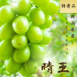 VC}XJbg  RY G 700g Iׂe 1[ 6[ [  Mtg p 䒆 Ε hV̓  Ԃǂ uhE v[g  j 䋟 ʕ  t[c 