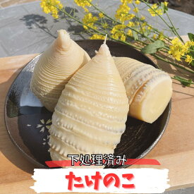 【先行予約】たけのこ 筍 水煮 国産 1kg 1.5kg 2kg 下処理済 ボイル済 下茹で 岡山県産 春 ごはん ご飯 タケノコ チルド 送料無料 食品 野菜　　　　　　たけのこ水煮