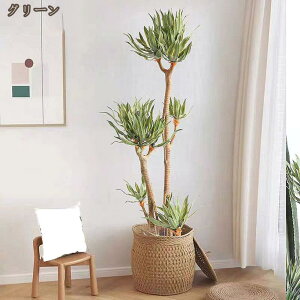 AtFCNO[ lHCeA  k  G zj 蕨 Vzj v[g ϗtA CeAG b炸 sv ItBX z[fR[