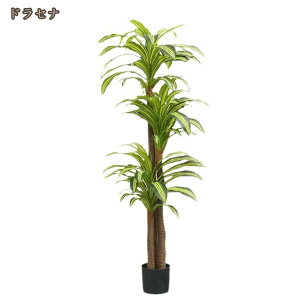 k ins tFCNO[ a lHϗtA CeAO[ A ^Ηt { ϗt ϗtA ͂ȂO[  CeA EFfBO ItBX 