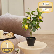 楽天市場】レモンツリー（花・観葉植物｜花・ガーデン・DIY）の通販