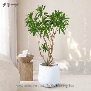 tFCNO[ ^ lHϗtA A ϗtA CeA tFCNt j v[g Mtg zj Vzj rO G   킢 ₵ lHA ~͐A