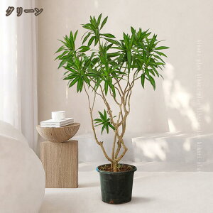 ^ tFCNO[ lHϗtA tFCNc[ ϗtAtFCN JtF  ֐ rO xbh[ A 傫 傫  {  Ƌ  j 