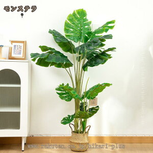 AtFCNO[ 146cm ϗtA ^ 傫 ^A 蕨 AWA e@ X A  Vzj X     A ͂Ȃ  Be  a