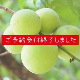 令和5年分、予約受付終了しました！たくさんのご注文、本当にありがとうございました！ひかり南高梅、予約受付中！【南高梅】2kg 山口県光市産南高梅　梅酒　梅シロップ　梅干し作りにどうぞ！6月中旬より収穫・発送予定