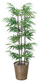 楽天市場 観葉植物 竹の通販