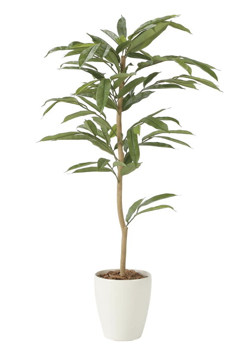 楽天市場】光触媒 光の楽園 アムステラバーキング 1.2m フェイク 