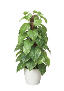 G} ̊y tbV|[|gX  CeA tFCN O[(382K60)