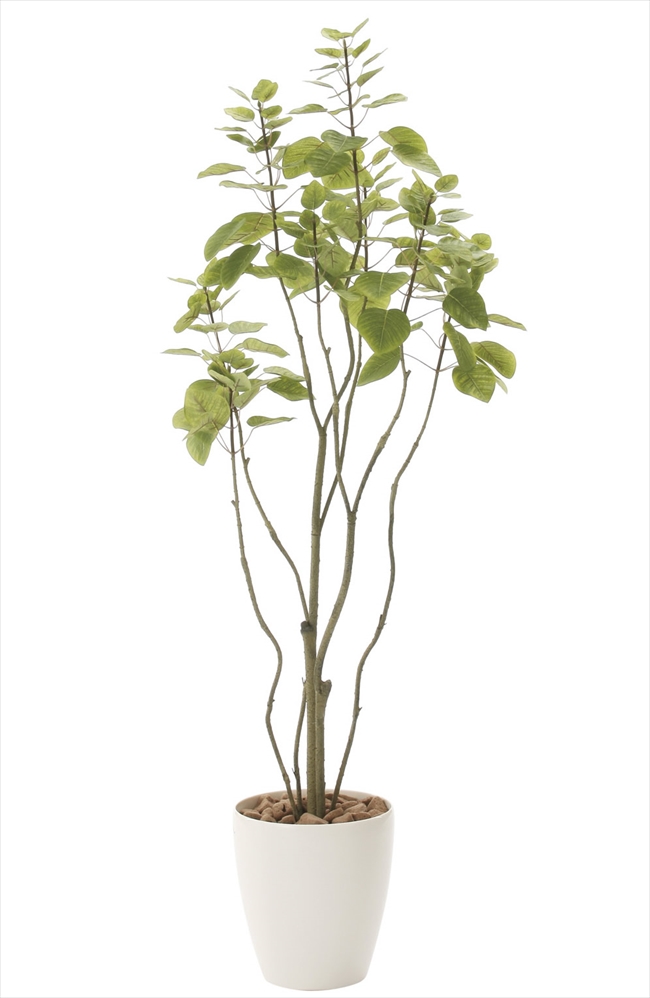 ラッピング不可 斑入りモンステラ茎 鉢ごと 植物/観葉植物