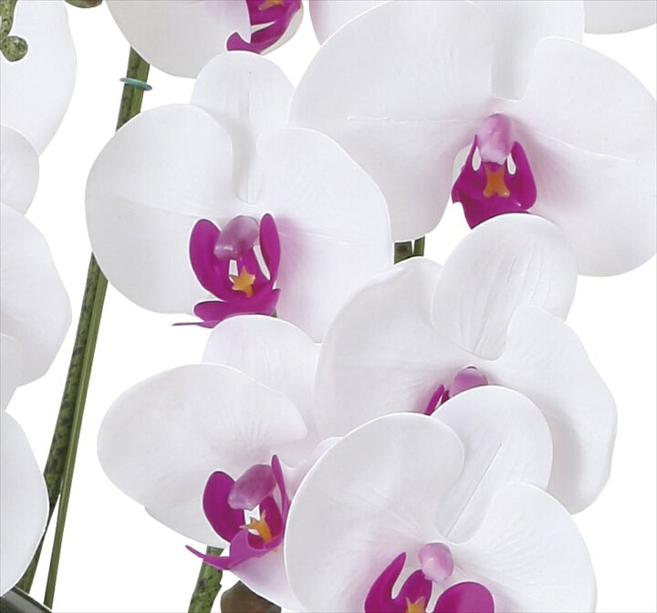 楽天市場】光触媒 光の楽園 フレッシュ胡蝶蘭5本立W／L【アート  