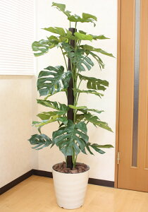 G}@̊y Xe 1.5mytFCNO[ ^ lHϗtAz