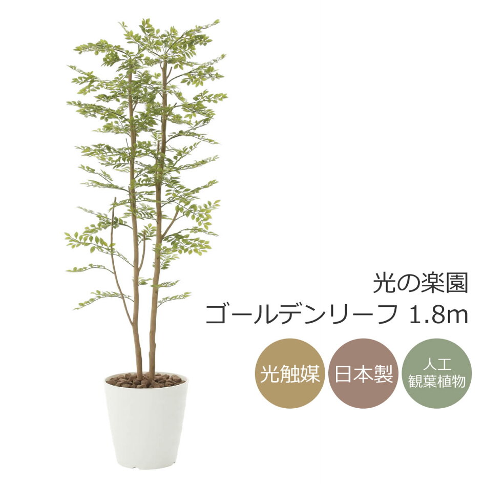 楽天市場 | 花と観葉植物の専門店 光の楽園 - 光触媒観葉植物 