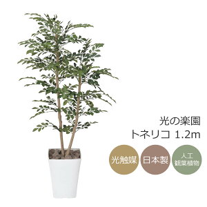 G} ̊y glR 1.2myCeA tFCNO[ lHϗtAz(184P240)ibsOsj