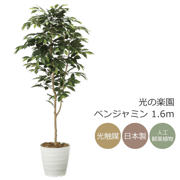 楽天市場】光触媒 人工観葉植物光の楽園 ベンジャミン 高さ 1.6m  