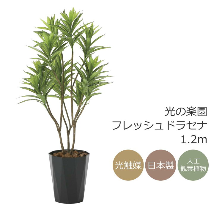 楽天市場】光触媒 光の楽園 フレッシュドラセナ1.2m フェイクグリーン 
