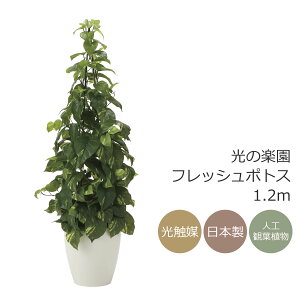 G} ̊y tbV|gX1.2m tFCNO[ lHϗtA(2023K280)ybsOsz