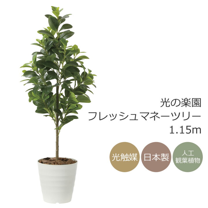 楽天市場】光触媒 光の楽園 フレッシュマネーツリー 1.15m フェイク 