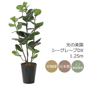 G} ̊y V[O[vDX 1.25m tFCNO[ lHϗtA(2243A240)