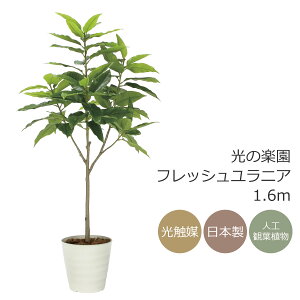 G} ̊y tbVjA1.6m tFCNO[ ^ lHϗtA(2325A400)ibsOsj