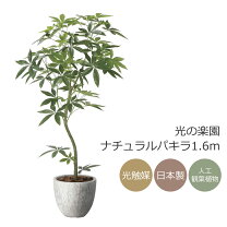 楽天市場】光の楽園パキラ 1．3mの通販