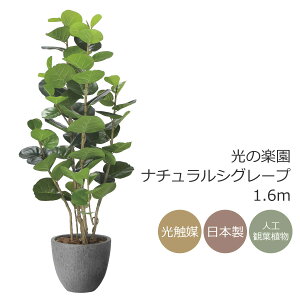 G} ̊y i`V[O[v 1.6m tFCNO[ ^ lHϗtA(2402A480)ibsOsj