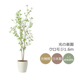 G} ̊y NW1.6@CeA tFCNO[ ^ lHϗtA (2415A260)ibsOsj