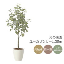 楽天市場】光触媒 ユーカリの通販