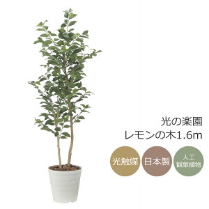 ���G�} ���̊y�� �������̖�1.6m�@�C���e���A �t�F�C�N�O���[�� ��^ �l�H�ϗt�A�� (2522A350)�i�����b�s���O�s�j