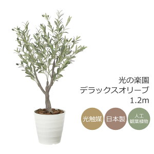 G} ̊y fbNXI[u1.2myCeA tFCNO[ lHϗtAz(2594A240)ibsOsj