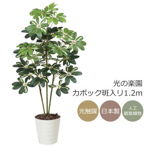 G} ̊y J|bN1.2m tFCNO[ lHϗtA(371K165)ybsOsz