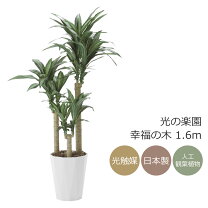楽天市場】観葉植物 幸福の木 160の通販