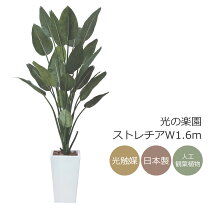 楽天市場】フェイクグリーン ストレチアの通販