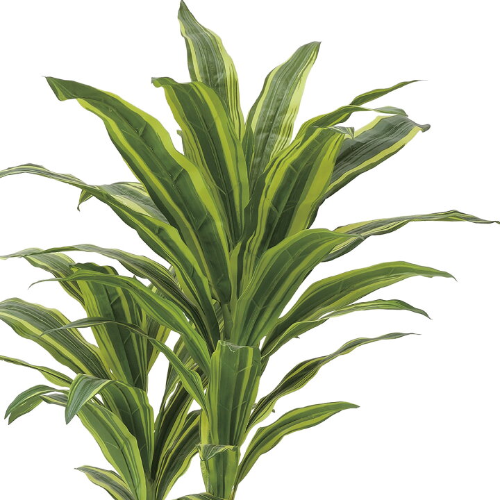 楽天市場】光触媒 人工観葉植物光の楽園 フレッシュドラセナ 高さ 1.25 